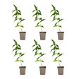 BLOOMIQUE - Lot de 6 - Phlox 'David' - Rustique - Vivace - Fleurs blanches - Hauteur 10-20 cm - Pot 9 cm - vignette