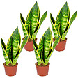 BLOOMIQUE - Lot de 4 - Sansevieria 'Superba' lot de 4 - Plante d'intérieur et pot - Hauteur 10-20 cm - Pot 9 cm - vignette