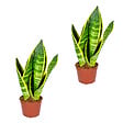 BLOOMIQUE - Lot de 2 - Sansevieria 'Superba' lot de 2 - Plante d'intérieur et pot - Hauteur 10-20 cm - Pot 9 cm - vignette