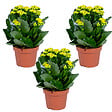 BLOOMIQUE - Lot de 3 - Kalanchoé - Fleurs jaunes - Plante d'extérieur et d'intérieur - H. 15-25 cm - P. 12 cm - vignette