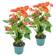 BLOOMIQUE - Lot de 2 - Anthurium Orange - Flamant rose - Plante d'intérieur - H. 30-40 cm - P. 12 cm - vignette