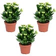 BLOOMIQUE - Lot de 3 - Kalanchoé - Fleurs blanches - Plante d'extérieur et d'intérieur - H. 15-25 cm - P. 12 cm - vignette