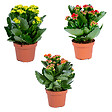 BLOOMIQUE - Lot de 3 - Kalanchoé - Mélange de couleurs - H. 15-25 cm - P. 12 cm - vignette