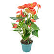 BLOOMIQUE - Anthurium Orange - Flamant rose - Plante d'intérieur - Dépolluante - H. 30-40 cm - P. 12 cm - vignette