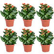 BLOOMIQUE - Lot de 6 - Kalanchoé - Fleurs oranges - Plante d'extérieur et d'intérieur - H. 15-25 cm - P. 12 cm - vignette