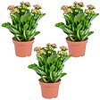 BLOOMIQUE - Lot de 3 - Kalanchoé - Fleurs roses - Plante d'extérieur et d'intérieur - H. 15-25 cm - P. 12 cm - vignette