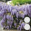 BLOOMIQUE - Lot de 2 - Wisteria sinensis 'Prolific' - Glycine bleue - H. 50-70 cm - P. 15 cm - vignette
