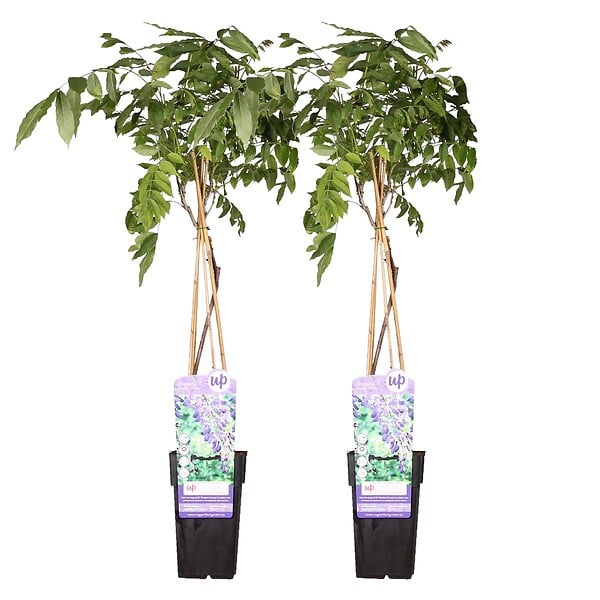BLOOMIQUE - Lot de 2 - Wisteria sinensis 'Prolific' - Glycine bleue - H. 50-70 cm - P. 15 cm - large