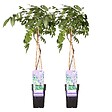BLOOMIQUE - Lot de 2 - Wisteria sinensis 'Prolific' - Glycine bleue - H. 50-70 cm - P. 15 cm - vignette