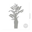 BLOOMIQUE - Lot de 2 - Wisteria sinensis 'Prolific' - Glycine bleue - H. 50-70 cm - P. 15 cm - vignette