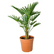 BLOOMIQUE - Trachycarpus Wagnerianus - Palmier éventail - Palmier rustique - H. 60-80 cm - P. 21 cm - vignette