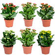 BLOOMIQUE - Lot de 6 - Kalanchoé - Mélange de couleurs - H. 15-25 cm - P. 12 cm - vignette