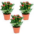 BLOOMIQUE - Lot de 3 - Kalanchoé - Fleurs rouges - Plante d'extérieur et d'intérieur - H. 15-25 cm - P. 12 cm - vignette