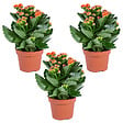 BLOOMIQUE - Lot de 3 - Kalanchoé - Fleurs oranges - Plante d'extérieur et d'intérieur - H. 15-25 cm - P. 12 cm - vignette