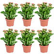 BLOOMIQUE - Lot de 6 - Kalanchoé - Fleurs roses - Plante d'extérieur et d'intérieur - H. 25-30 cm - P. 12 cm - vignette