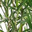 ATMOSPHERA - Plante artificielle Bambou en Pot H 90 cm - vignette