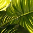 ATMOSPHERA - Plante verte artificielle en pot H 45 cm - vignette