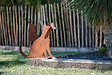DECORIALE - Chat avec papillon sur truffe métal rouille sur socle 42xh42cm - vignette