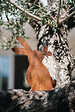 DECORIALE - Lapin avec papillon métal rouille sur socle 40xh30cm - vignette
