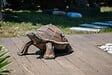 DECORIALE - Petite tortue kubis demi rouille 52x37xh25cm - vignette