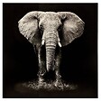 ATMOSPHERA - Toile imprimée éléphant 100x100cm - vignette