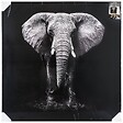ATMOSPHERA - Toile imprimée éléphant 100x100cm - vignette