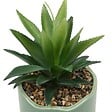 ATMOSPHERA - Plante artificielle en pot Cheri 13x10cm - vignette