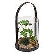ATMOSPHERA - Terrarium Wilo 11x10cm - vignette