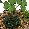 ATMOSPHERA - Terrarium Wilo 11x10cm - vignette