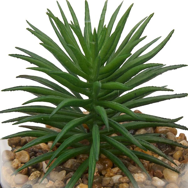 ATMOSPHERA - Terrarium Wilo 11x10cm - large