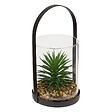 ATMOSPHERA - Terrarium Wilo 11x10cm - vignette
