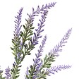 ATMOSPHERA - Bouquet de Lavande Prov H38 cm Violet - vignette