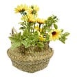 ATMOSPHERA - Composition de Marguerites Tifi H17cm - vignette