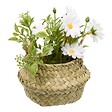 ATMOSPHERA - Composition de Marguerites Tifi H17cm - vignette
