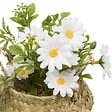 ATMOSPHERA - Composition de Marguerites Tifi H17cm - vignette