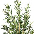ATMOSPHERA - Bambou artificiel H120cm - vignette