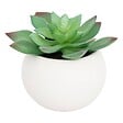 ATMOSPHERA - Plante grasse en pot H13 - vignette