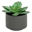 ATMOSPHERA - Plante grasse en pot H13 - vignette
