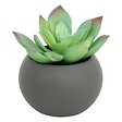 ATMOSPHERA - Plante grasse en pot H13 - vignette