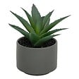 ATMOSPHERA - Plante grasse en pot H13 - vignette