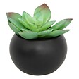 ATMOSPHERA - Plante grasse en pot H13 - vignette