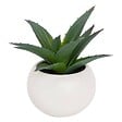 ATMOSPHERA - Plante grasse en pot H13 - vignette