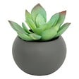 ATMOSPHERA - Plante grasse en pot H13 - vignette