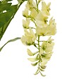 ATMOSPHERA - Tige Glycine Artificielle Phoebe H95cm Violette - vignette