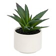 ATMOSPHERA - Plante grasse en pot H13 - vignette