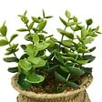 ATMOSPHERA - Plante artificielle en pot Jil 10x10cm - vignette