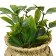 ATMOSPHERA - Plante artificielle en pot Jil 10x10cm - vignette