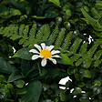 ATMOSPHERA - Carré végétal jungle "Izy" vert 50x50cm - vignette