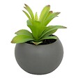 ATMOSPHERA - Plante grasse en pot H13 - vignette