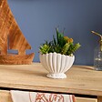 ATMOSPHERA - Plante Artificielle Ocea avec Pot Coquillage H20cm Blanc - vignette